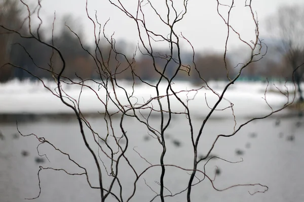 Κυκλοθυμική Συννεφιασμένη Χειμωνιάτικη Μέρα Στη Λίμνη — Φωτογραφία Αρχείου