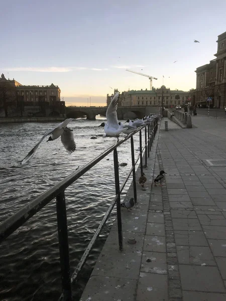 İsveç, Stockholm 'de deniz kenarındaki Larus kuşları.