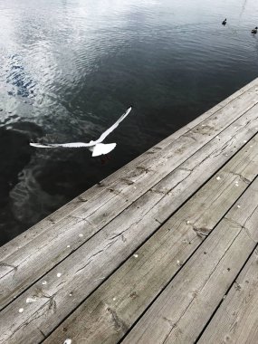 Larus bird on Pire, Stockholm, Sweden clipart