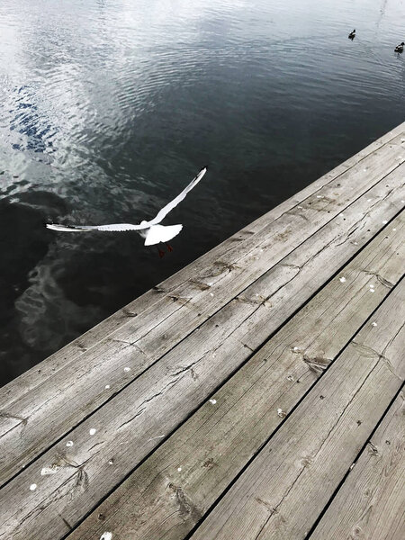 Larus bird on Pire, Stockholm, Sweden