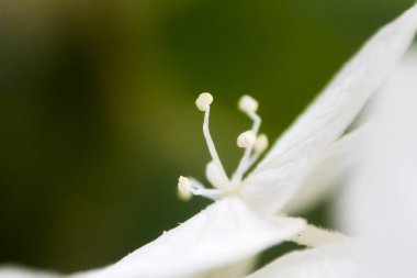 Çiçek makro resmi, arka plan