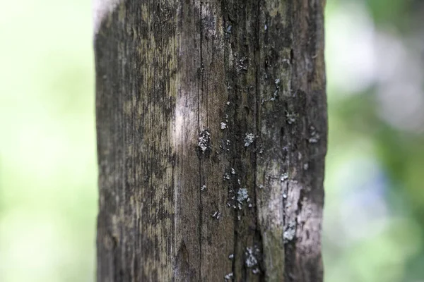 Old Wood Green Backgroung — Stock Photo, Image