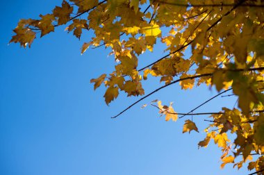 büyük sonbahar sezonu Japonya ve renkli yaprak