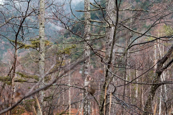 büyük sonbahar sezonu renkli yaprak ve güzel peyzaj kamikochi, Japonya