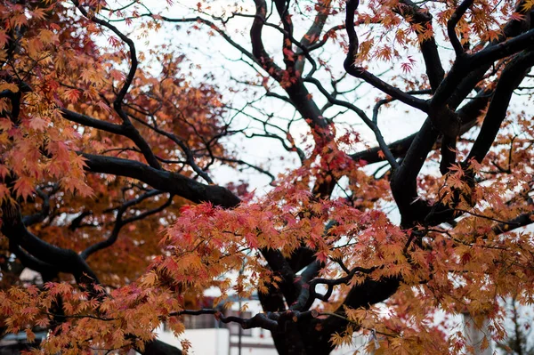 Nagy Őszi Szezon Japánban Színes Levél — Stock Fotó