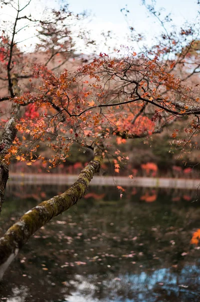 Grande Temporada Outono Japão Folha Colorida — Fotografia de Stock