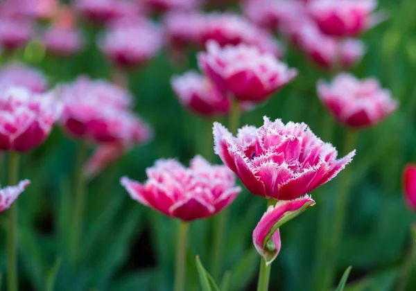 Fine Blossoming Flowers Red Tulips Closeup — Stock Photo, Image
