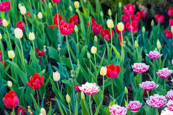 Fine Motley Flowers Tulips Natural Background — Stock Photo, Image