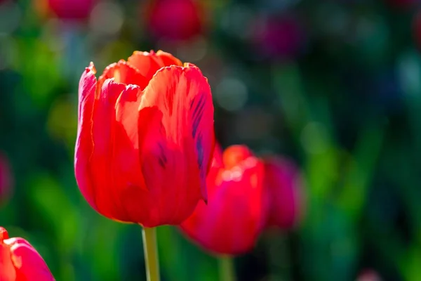 Fine Flowers Closeup Red Tulips Background Indistinct — Stock Photo, Image