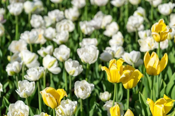 Fine Flowers Yellow Tulips Background White Natural Background — Stock Photo, Image