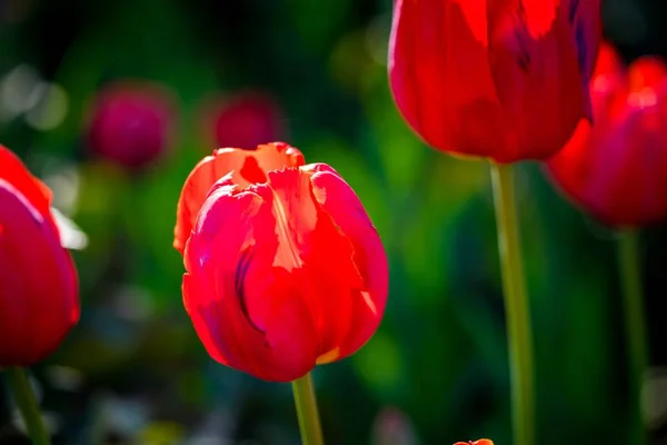 Feine Blumen Eine Nahaufnahme Roter Tulpen Vor Dem Hintergrund Undeutlicher — Stockfoto