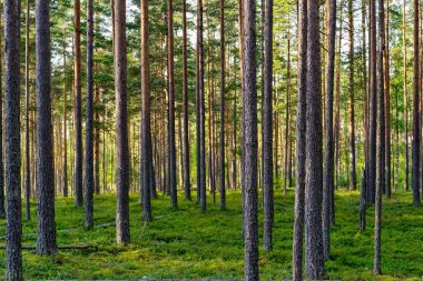 Orman manzara ve büyük yüksek pines için doğal bir arka plan uzun gövdeleri