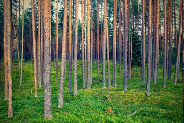 森の空き地と大きな高木と松林を風景します — ストック写真