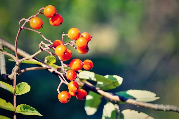 One Wild Bush Ripe Red Mountain Ash Rowan Closeup Foreground — Stock Photo, Image