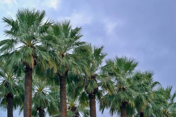 Big Top Deel Van Palm Bomen Een Rij Een Close — Stockfoto