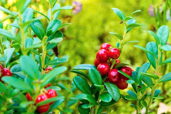 Bunch Berries Wild Ripe Red Cowberry Closeup Foreground — Stock Photo, Image