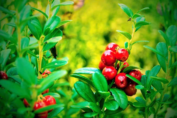 Bunch Berries Wild Ripe Red Cowberry Closeup Foreground — Stock Photo, Image