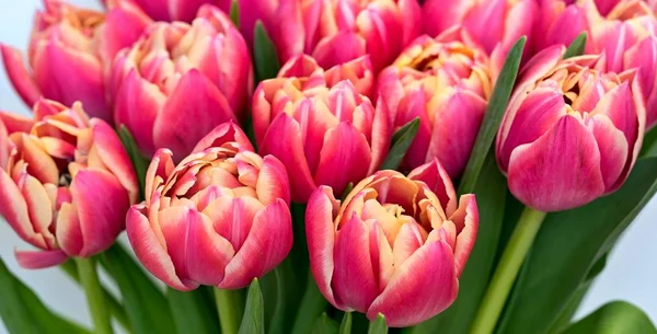 Buds Flowers Red Tulips Bouquet Closeup — Stock Photo, Image