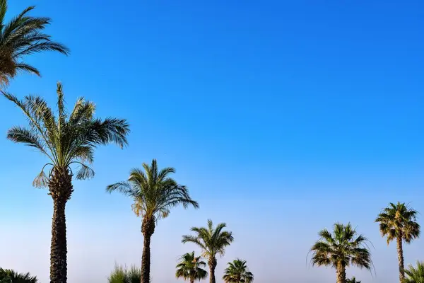 Group High Fluffy Palm Trees Row Background Empty Blue Clear — Stock Photo, Image