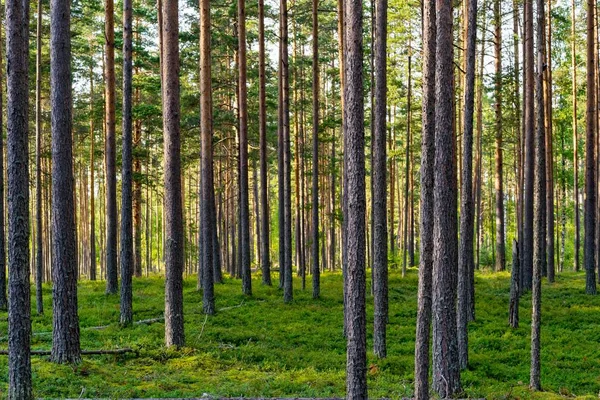 Orman manzara ve büyük yüksek pines için doğal bir arka plan uzun gövdeleri
