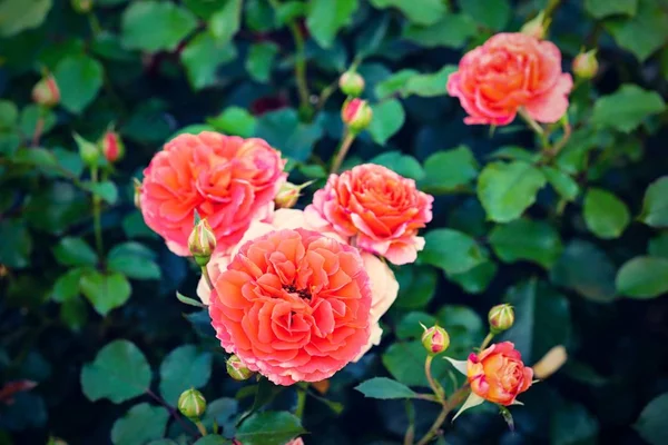 Stora Blommor Vackra Scarlet Blommande Rosor Närbild Förgrunden Buske Med — Stockfoto