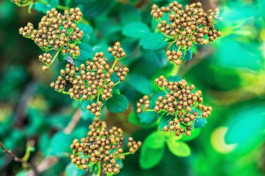 dallar ve kahverengi renk closeup ön planda ve belli belirsiz bir yeşil zemin üzerine soyut vahşi dikenli çiçek demetleri