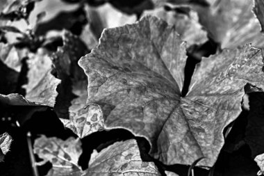 bir yabani bitki closeup tek renkli sesi büyük yaprak