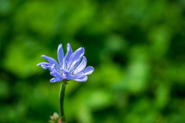 belli belirsiz bir yeşil zemin üzerine mavi renk portre, bir kır çiçeği