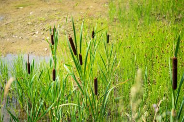 çiçek açması kahverengi bataklık kamışı uzun yeşil SAP veya yabani bitkilerin reed ile
