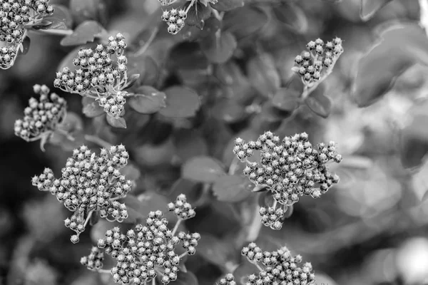 branches and bunches of abstract wild prickly flowers closeup in the foreground and on an indistinct background monochrome tone