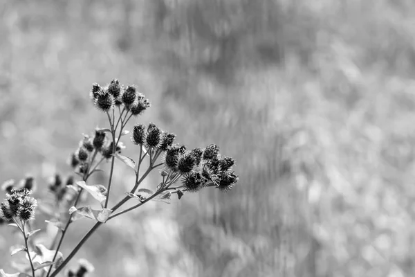 branch or bunch of wild prickly flowers closeup in the foreground and on an indistinct background monochrome tone