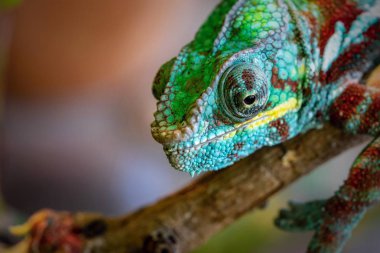 sivilceli ve rengarenk kertenkele bir bukalemun macrophoto bir açık göz closeup ile