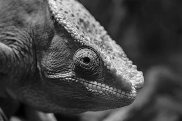 one big head of a lizard of a chameleon with an open eye closeup and in the foreground monochrome tone