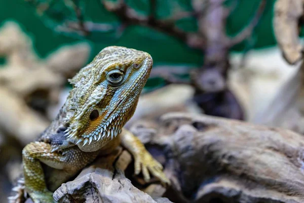 One Lizard Chameleon Open Eye Sharp Bristle Closeup — Stock Photo, Image