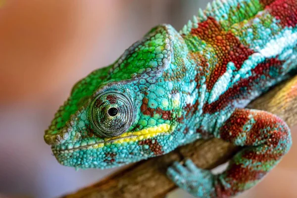 むらとカラフルなトカゲ Macrophoto で開いている目のクローズ アップを持つカメレオン — ストック写真