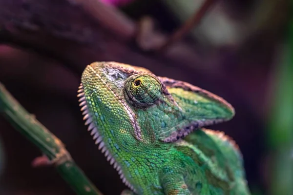Green Lizard Chameleon Open Eye Foreground Closeup — Stock Photo, Image