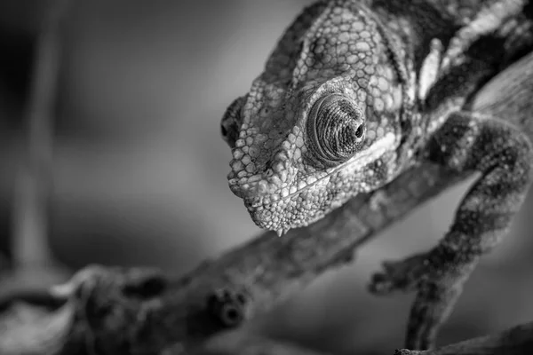 One Big Head Lizard Chameleon Open Eye Closeup Foreground Monochrome — Stock Photo, Image
