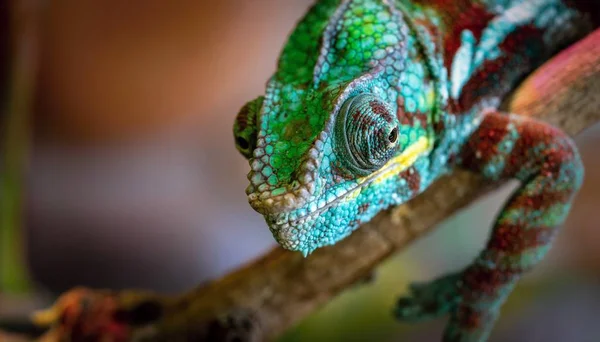 Sivilceli Rengarenk Kertenkele Bir Bukalemun Macrophoto Bir Açık Göz Closeup — Stok fotoğraf