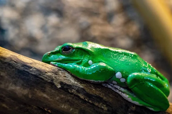 つの大きな緑のカエルのクローズ アップは目を開けても見える — ストック写真