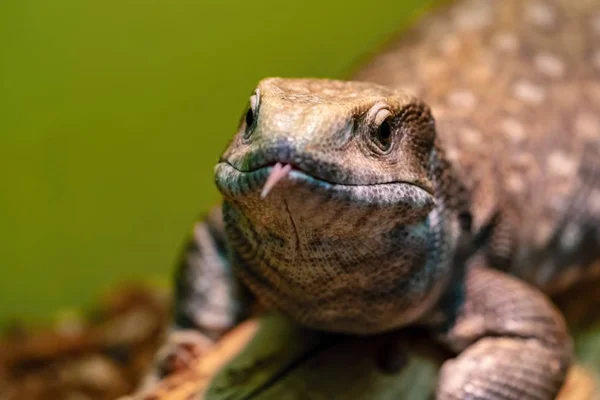 One Spotty Brown Lizard Closeup Also Looks Open Eyes — Stock Photo, Image