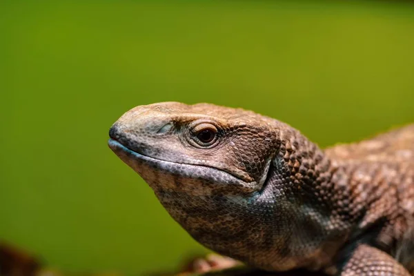 One Spotty Brown Lizard Closeup Also Looks Open Eyes — Stock Photo, Image