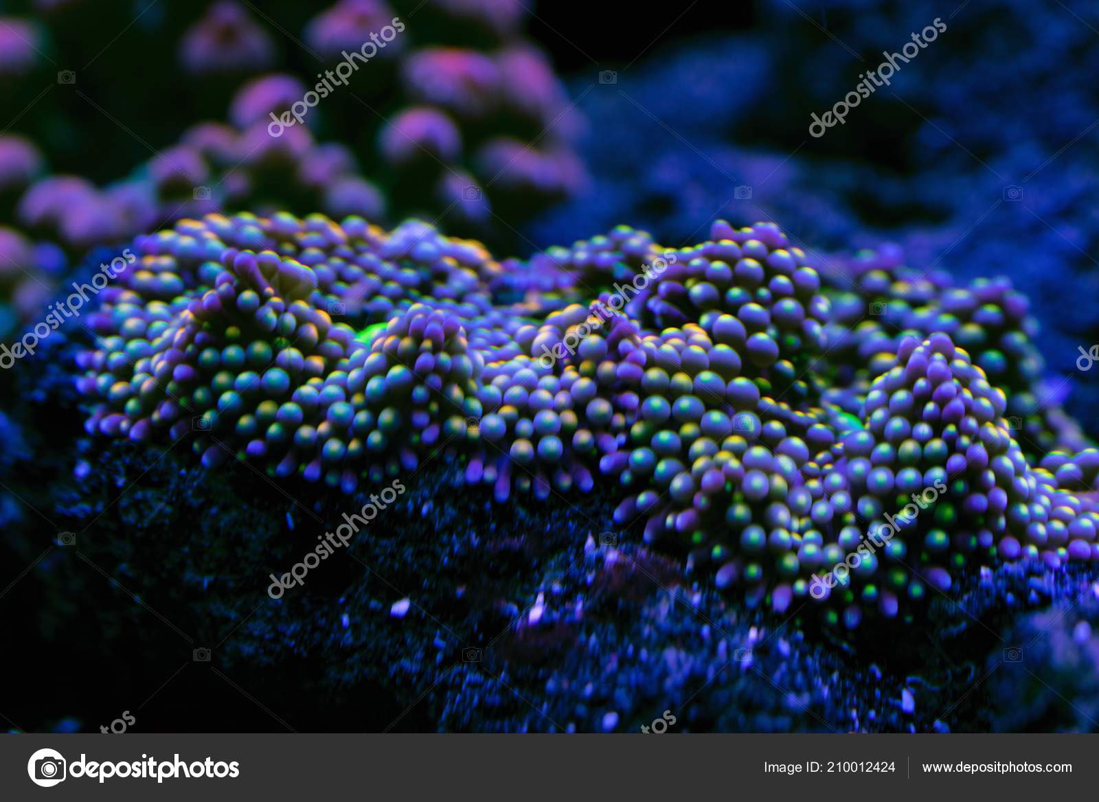 Abstract Underwater World Corals Microorganisms Closeup - 