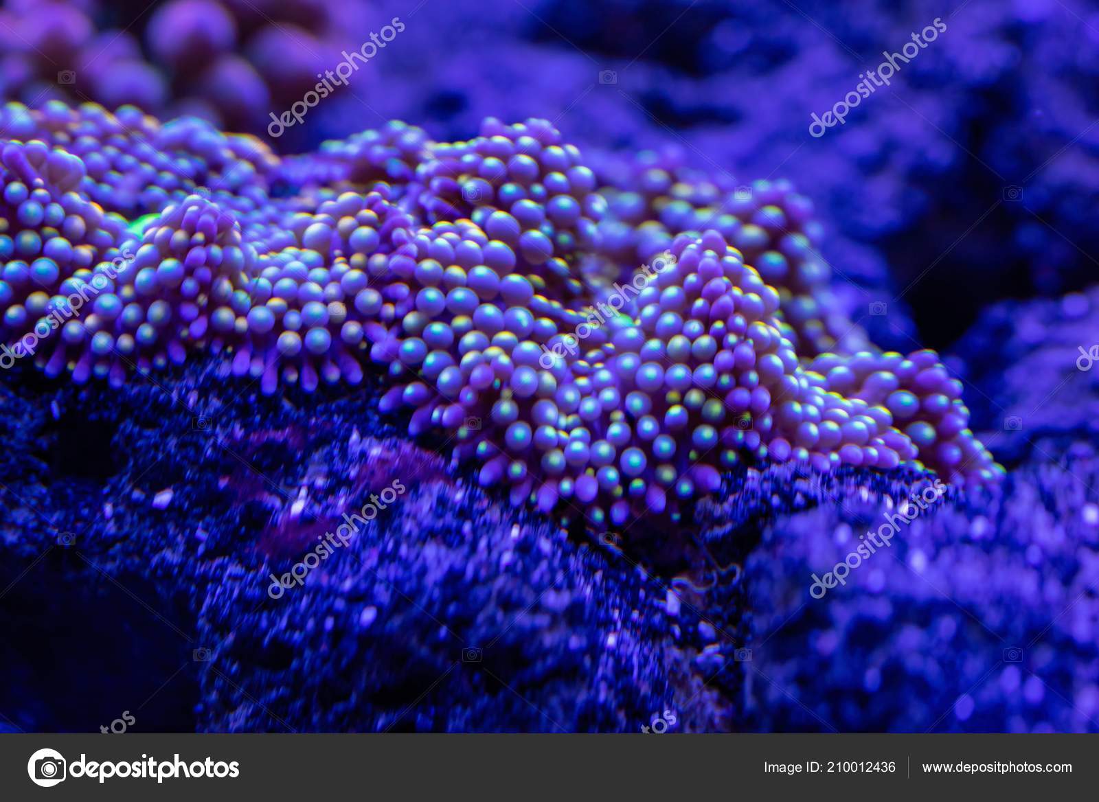 Abstract Underwater World Corals Microorganisms Closeup - 