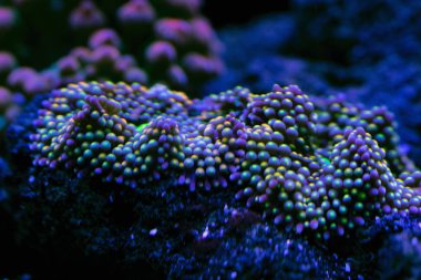 mercan ve mikroorganizmalar closeup soyut sualtı dünyası