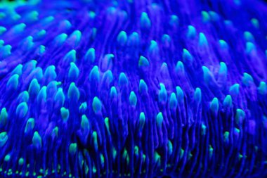 mikroorganizmaların closeup dokulu soyut sualtı dünyası