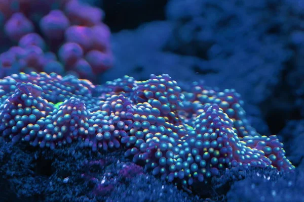 Abstraktní Podmořský Svět Korálů Mikroorganismy Closeup — Stock fotografie