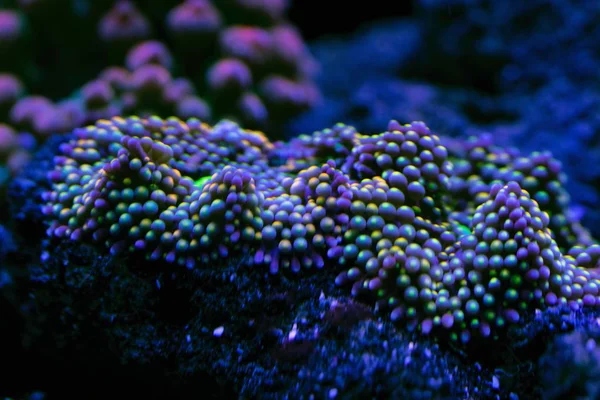 サンゴや微生物のクローズ アップの抽象的な水中世界 — ストック写真