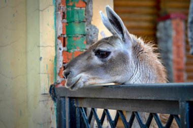 bir büyük kafalı bir Lama açık gözler portre ile