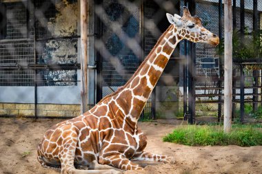 bir zürafa açık hava kafeste oturur ve görünüyor