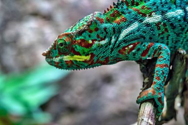 the spotty lizard a chameleon with a motley color of corrugated skin closeup in the foreground creeps on paws and looks opened by an eye clipart